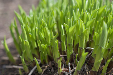 Obraz premium young sprouts in the garden