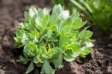 young cabbage on the garden