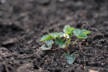 young strawberries on the garden