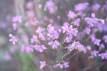 purple flowers in nature