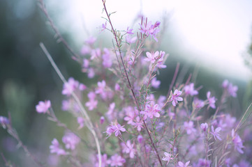 Naklejka premium purple flowers in nature