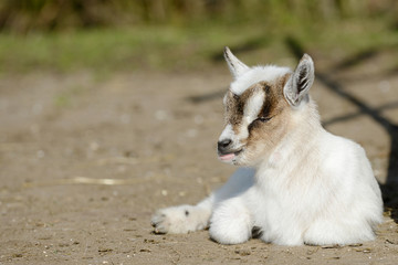 white goat kid lying on pasture