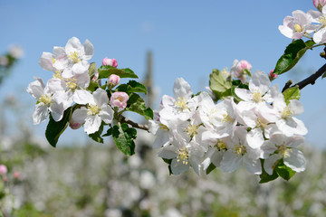 apple blossom in orchard