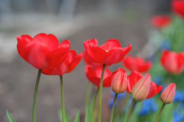Obraz premium red poppies in the garden