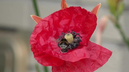 bumblebee on red poppy in the nature