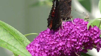 Butterfly European Peacock on purple Flower