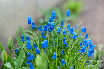 blue flowers in the garden