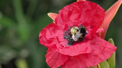 bumblebee on red poppy in the nature
