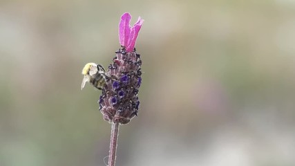 bumble bee on lavender in the nature