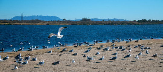 Flock of Seagulls [Laridae] at McGrath state park marsh estuary nature preserve where the Santa Clara river meets the Pacific ocean at the Ventura beach in California United States