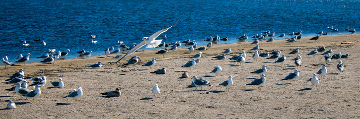 Flock of Seagulls [Laridae] at McGrath state park marsh estuary nature preserve where the Santa Clara river meets the Pacific ocean at the Ventura beach in California United States