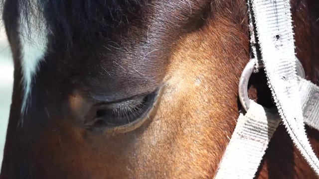 Close up of brown horse eye on sunny day 