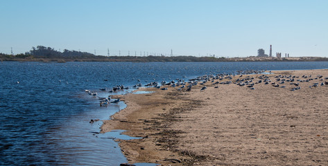 Flock of Seagulls [Laridae] at McGrath state park marsh estuary nature preserve where the Santa Clara river meets the Pacific ocean at the Ventura beach in California United States