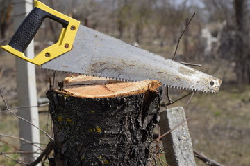 Saw a hacksaw at the cut branch. Cutting a tree branch with a hand garden saw.
