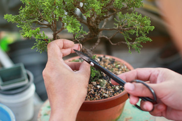 Making of bonsai trees. Handmade accessories wire and scissor bonsai, bonsai tools, stand of bonsai.