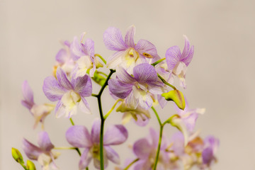 Beautiful Flower in Thailand Arboretum