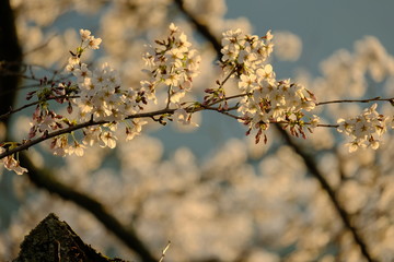 夕日を浴びる桜の花