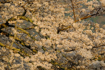 Obraz premium 夕日を浴びる桜の花