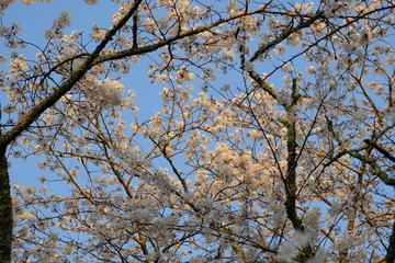 桜の背景