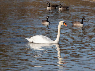 cygne à la Base de Loisirs de Verneuil sur Seine en France
