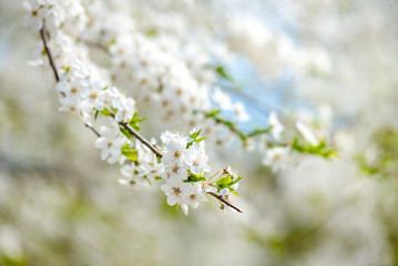 Sunny spring abstract background with white flowers