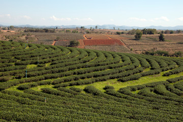 Fototapeta na wymiar Chiang Rai Thailand, tea plantation with cleared land for planting in background