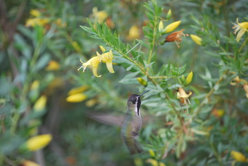 Hummingbird and Flowers