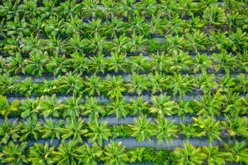oil palm plantation or coconut green field agricultural industry farm in Thailand