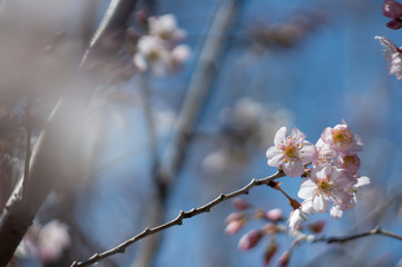 オールドレンズで撮影した桜