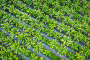 oil palm plantation or coconut green field agricultural industry farm in Thailand