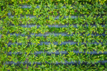 oil palm plantation or coconut green field agricultural industry farm in Thailand