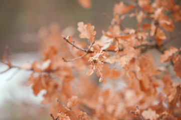 oak leaves on a branch against the backdrop of nature