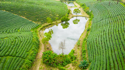 aerial view agricultural area green tea on the mountain at doi chiang rai Thailand