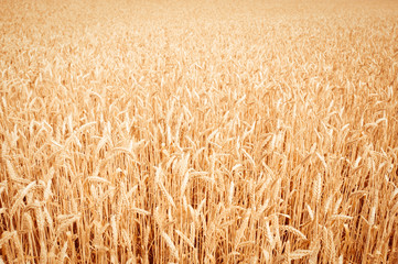 background of  yellow ears on the beautiful golden wheat field