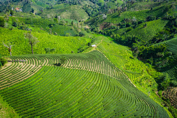 aerial view agricultural area green tea on the mountain at doi chiang rai Thailand