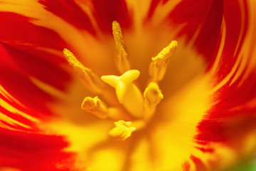 Macro of red yellow tulip close-up pistil shot, focus with shallow depth of field