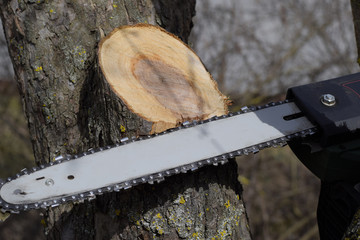 sawn electric sawing tree