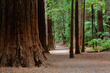 Rotorua Redwoods Forest, New Zealand 