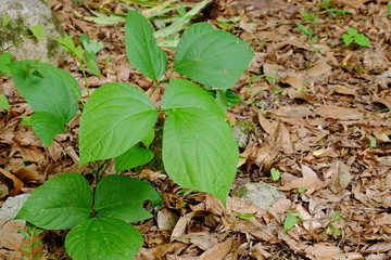 The trees are growing in the floor of the large forest with dry leaves covered.