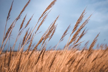 Fototapeta premium Meer Nordsee Strand Halme