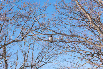 Common magpie bird perching on a branch. Beautiful wildlife. The background is clear blue sky.