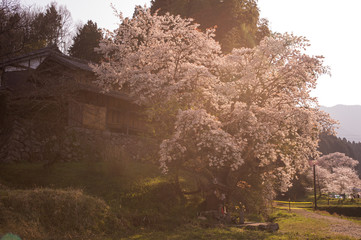 桜