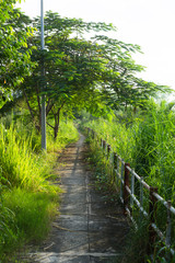 green path at river side