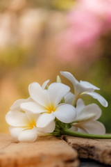 Plumeria flowers are blooming on old wooden floors.