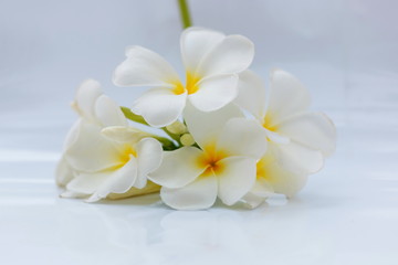 White plumeria flowers are blooming in a white background.
