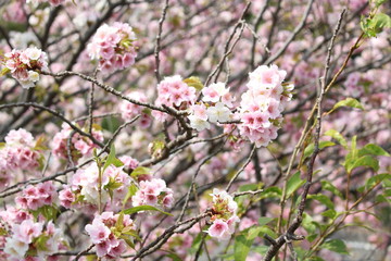 Fototapeta premium 桜