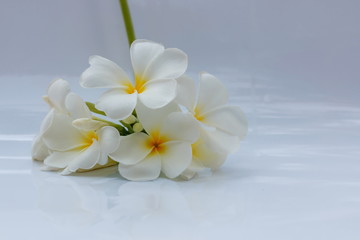 Fototapeta premium White plumeria flowers are blooming in a white background.