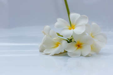 Naklejka na ściany i meble White plumeria flowers are blooming in a white background.