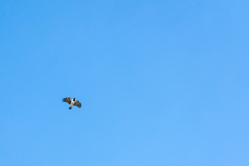Naklejka na ściany i meble Bird in flight close-up. Bottom view. Magpie flies widely spreading wings.