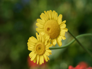Cota tinctoria - Gros plan sur des fleurs d'Anthémis ou camomille des teinturier aux capitules jaune doré